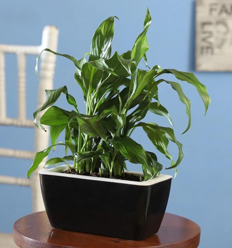 RECTA Small Self Watering Planter Pot 8"x4" | Premium Polypropylene UV Protected Indoor Outdoor Modern Rectangular Pot for Home, Balcony & Office (Black, Pack of 6)