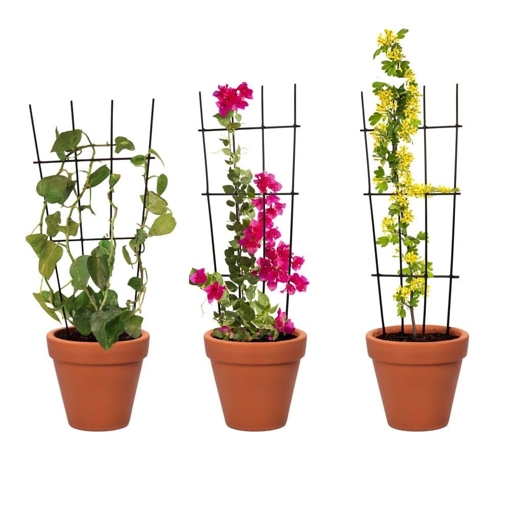 Metal Plant Trellis for Climbing Plants (Set of 3) | Plant Support for Climbers | Indoor/Outdoor | for Balcony, Living Room Decor