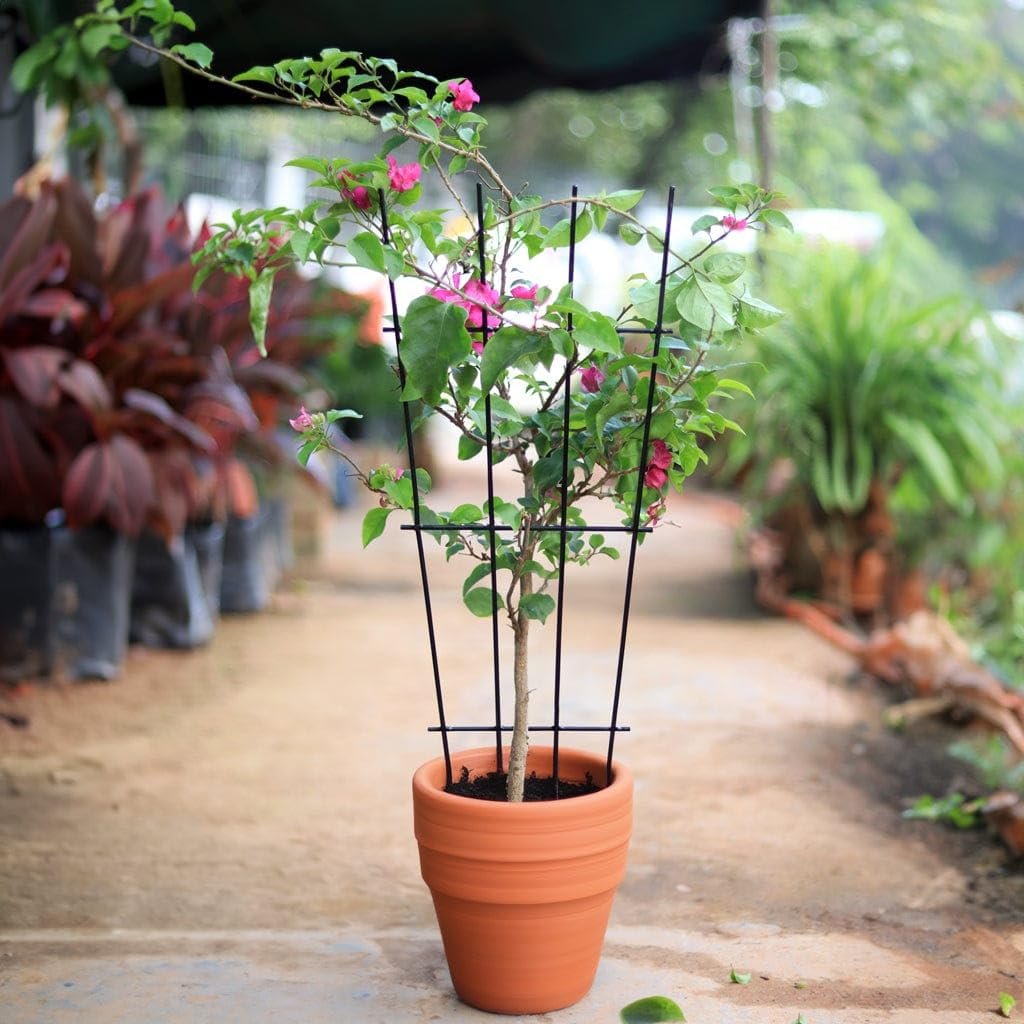 Metal Plant Trellis for Climbing Plants (Set of 3) | Plant Support for Climbers | Indoor/Outdoor | for Balcony, Living Room Decor - Image 5