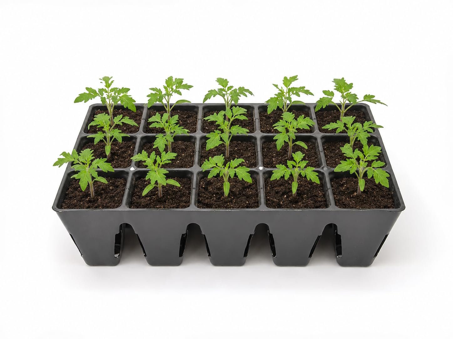 Seedling Tray for Germination and Seedling, Saffron Grow Tray, 15 Cells/pots | Pack of 1 Tray | Reusable, Square, Black - Image 5