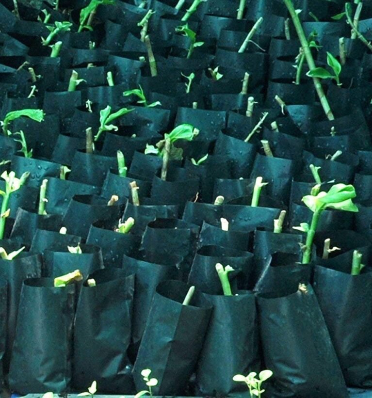 Agritech Black Nursery Cover/Plastic Plant Grow Bags 6x8 Inch (30)