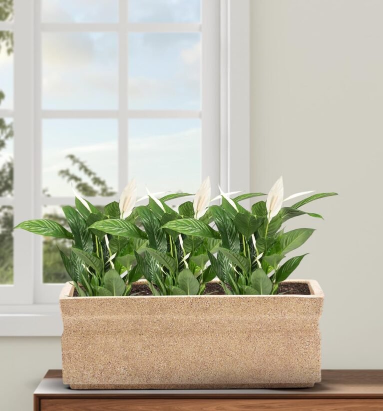 21 inch Beige Pot – Tall, Durable & Lightweight Polymer Rectangle Planter for Indoor & Outdoor Use: Home, Office, Garden & Balcony (Gamla/Gamale)