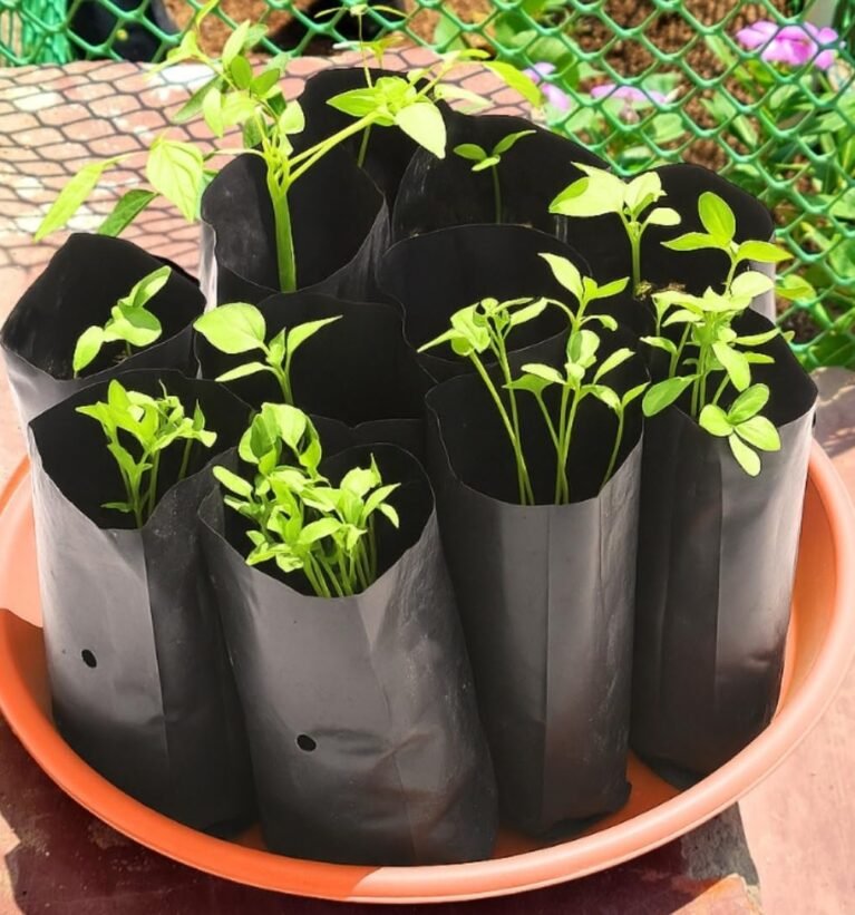 Plastic UV Protected Poly Grow Bag for Seedling Nursery Cover Plant Bags (Black, 4 x 6 inch) - Pack of 50 | for Terrace and Balcony Gardening, Kitchen Vegetable and Flowering Plants