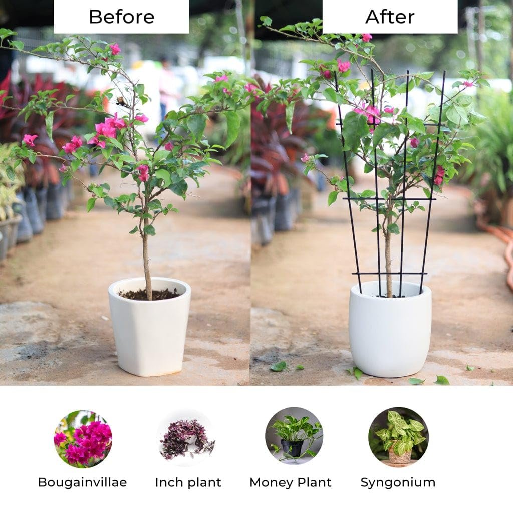 Metal Plant Trellis for Climbing Plants (Set of 3) | Plant Support for Climbers | Indoor/Outdoor | for Balcony, Living Room Decor - Image 3