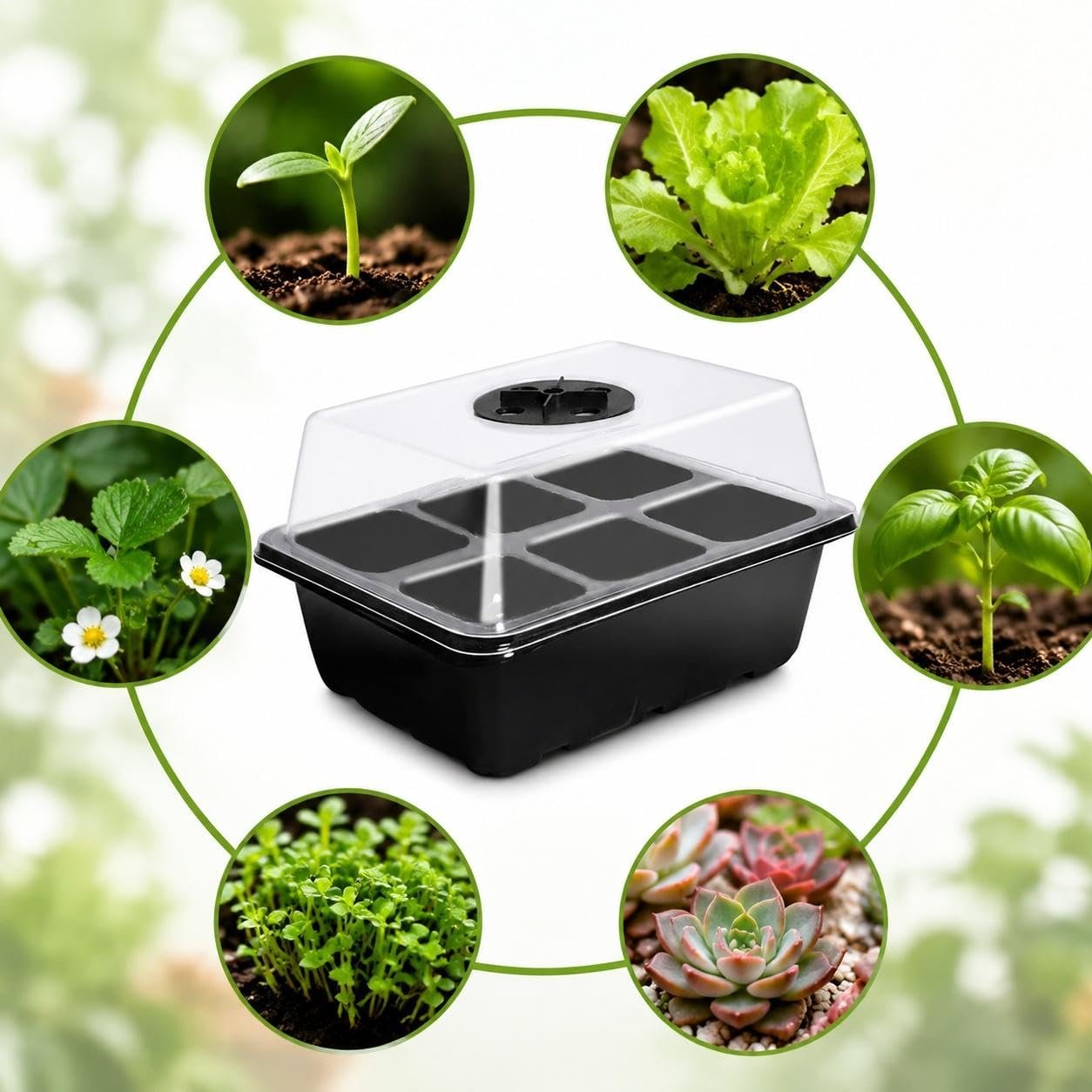 Seedling Raising Tray, with Lid, Set of 3 3 - Image 5