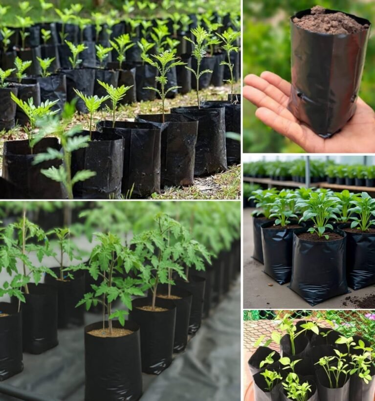 Green World (3 X 4 Inch) Plastic Poly Grow Bags for Home Gardens - Perfect for Plantation and Used in Every Plant Nursery - Ideal for Home Plants (50)